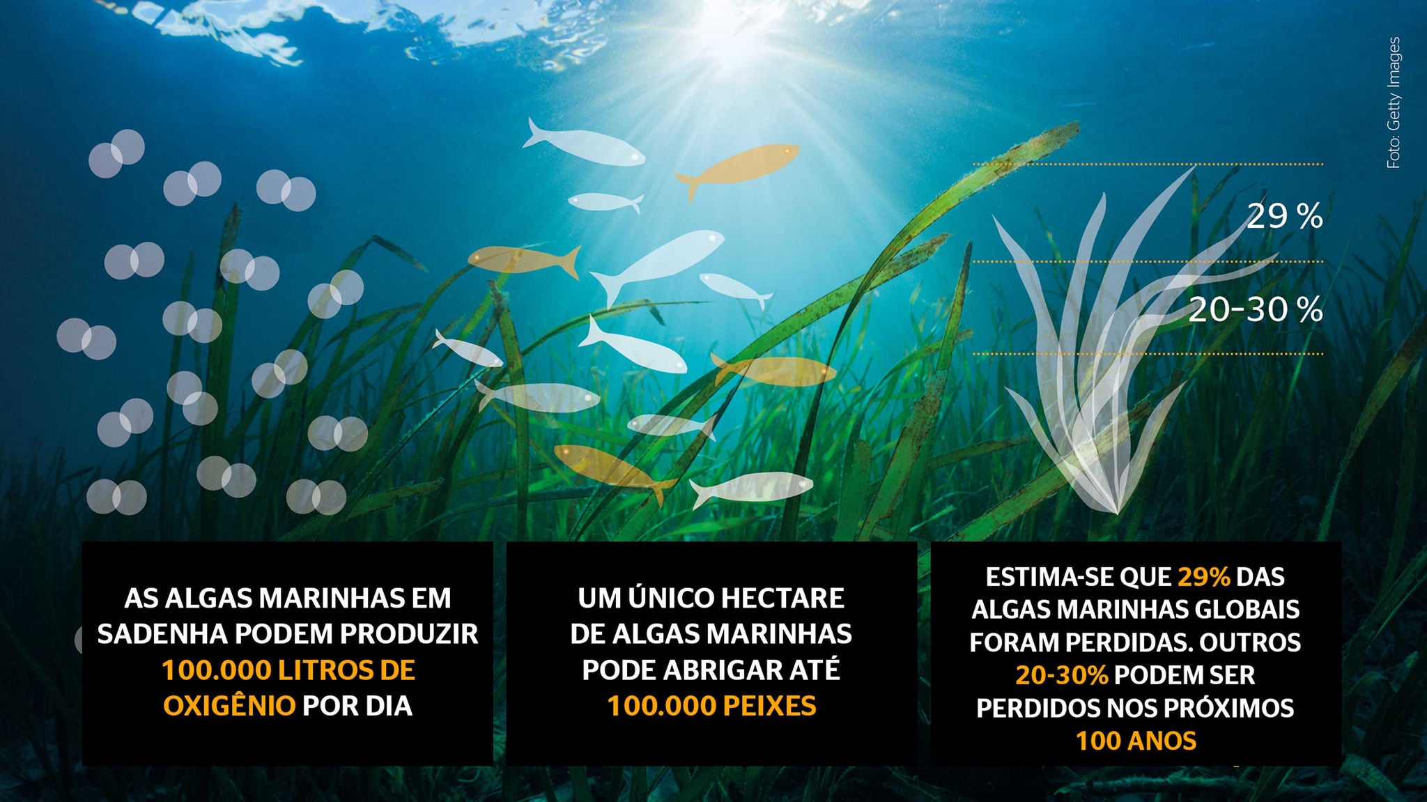 (ilustração do fundo do mar com algas)