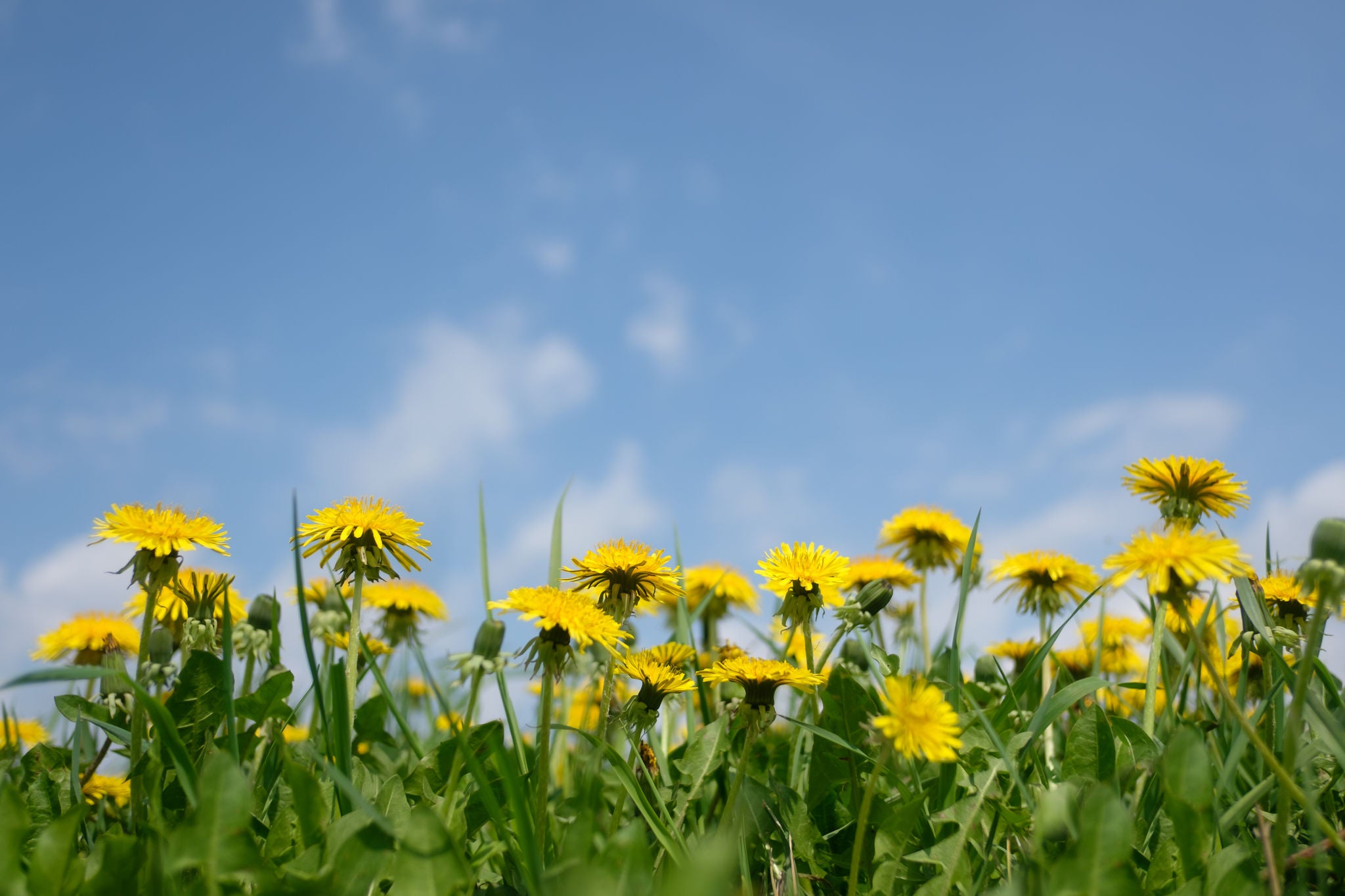 Yellow dandelions field closeup. Nature and summer background