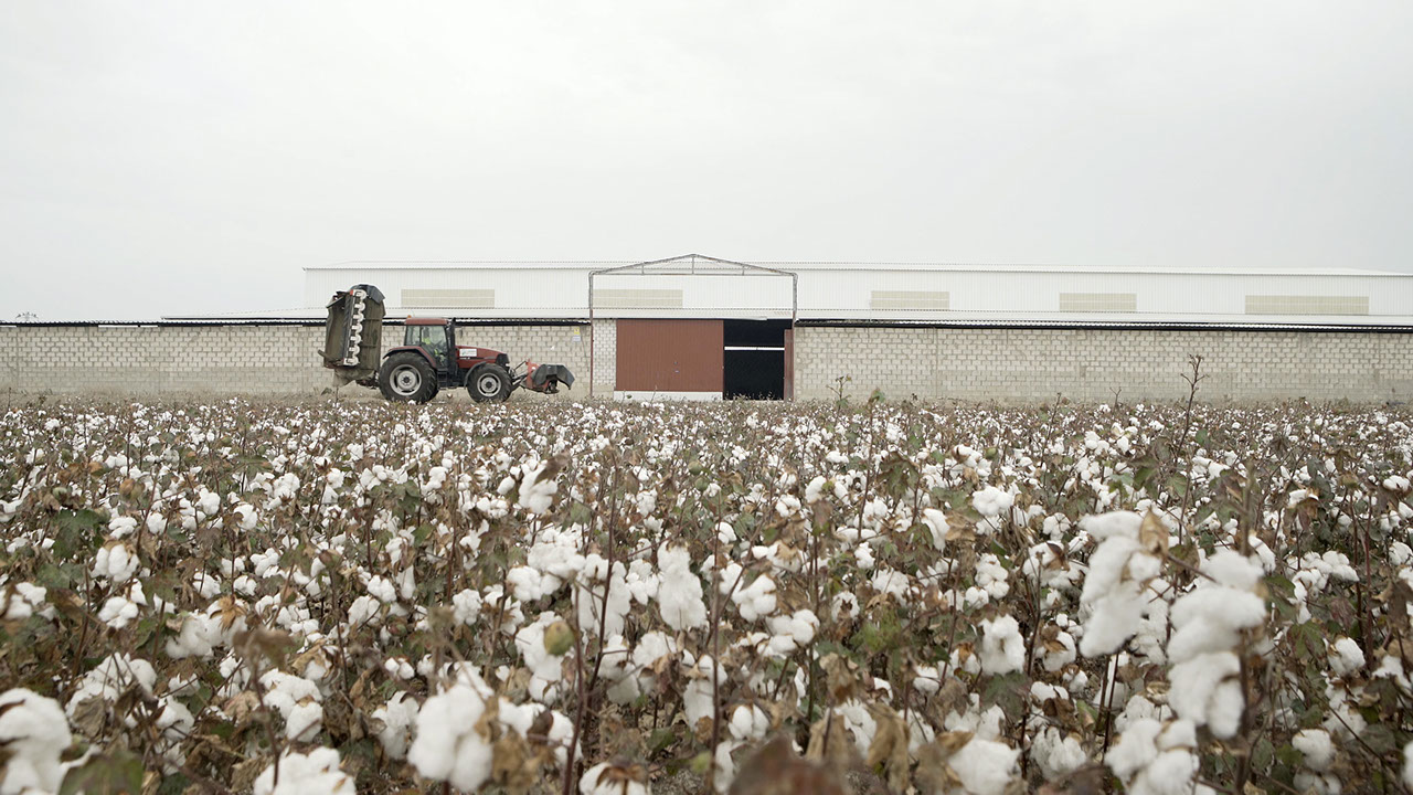 Cosechasur Cotton field by Cosechasur
