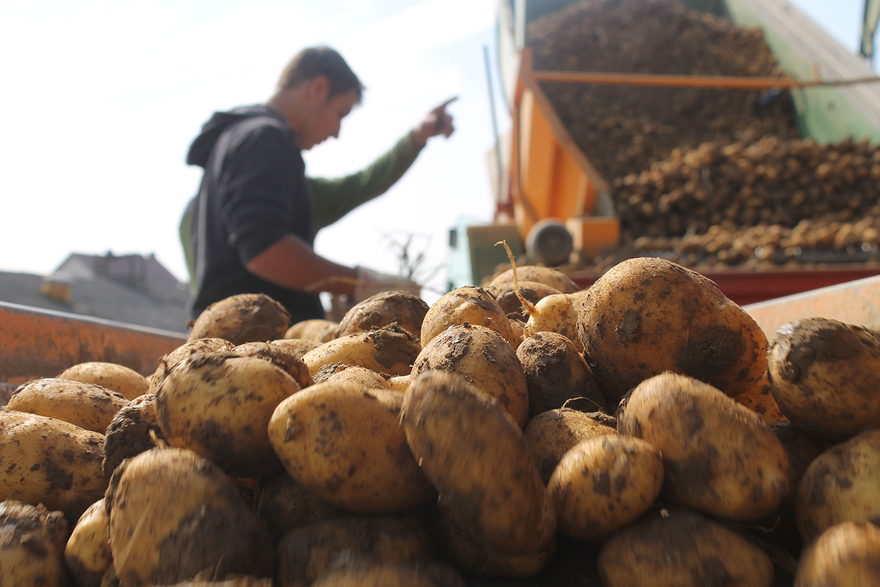 Gültlinger Potato production