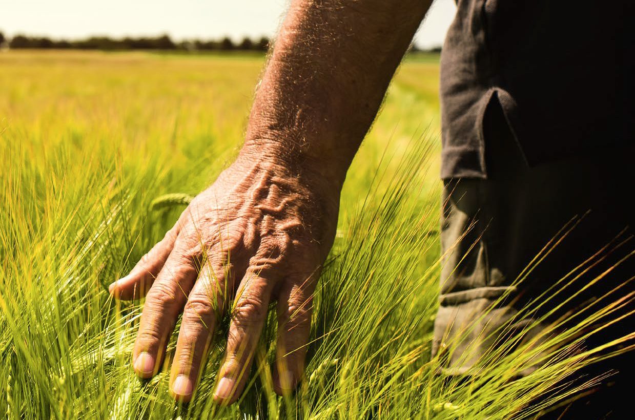 (imagem com foto de homem tocando a plantação com as mãos)